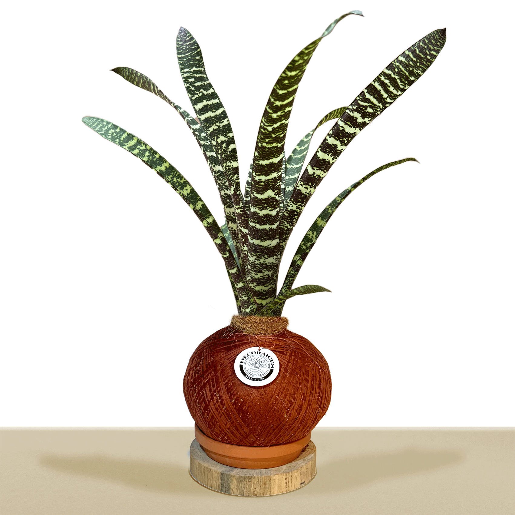 Kokedama Guzm. Lindenii M