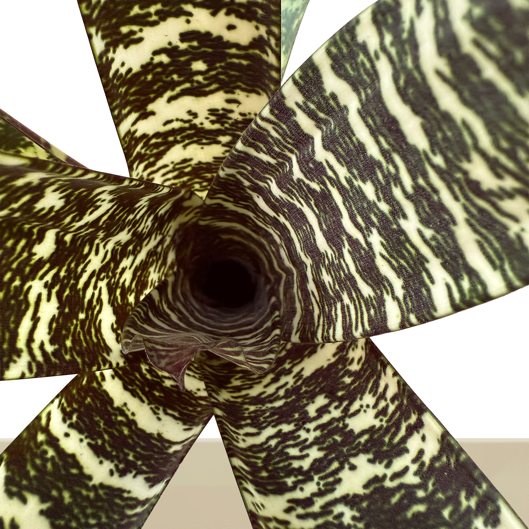 Kokedama Guzm. Lindenii M