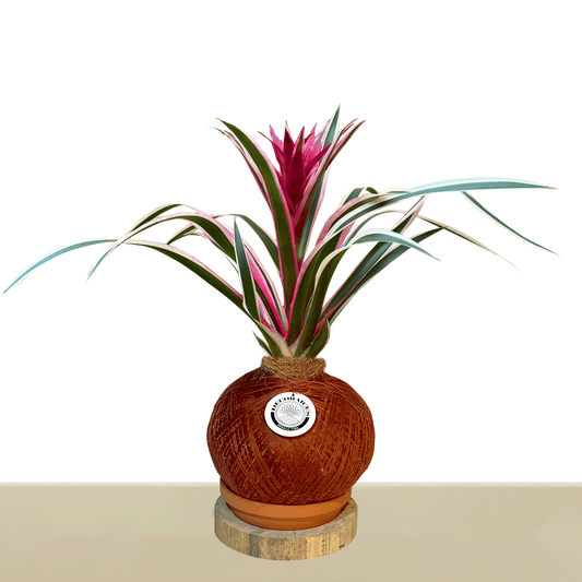 Kokedama Guzm. Luna Variegata