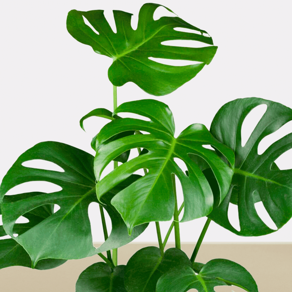 Monstera koke