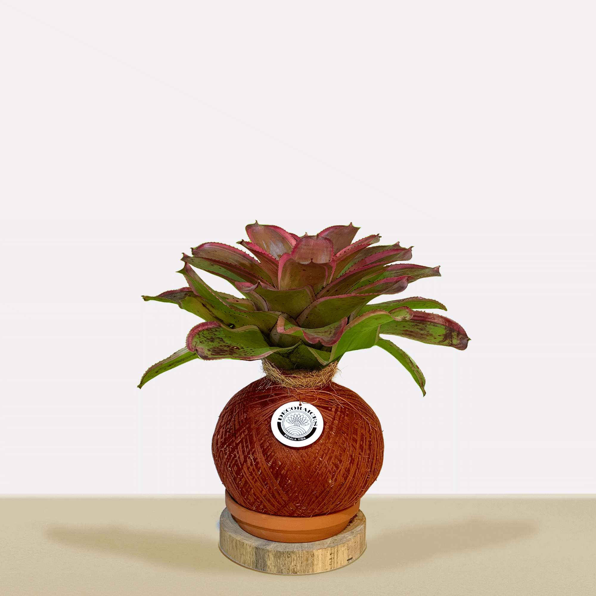 Neor. concentric Kokedama
