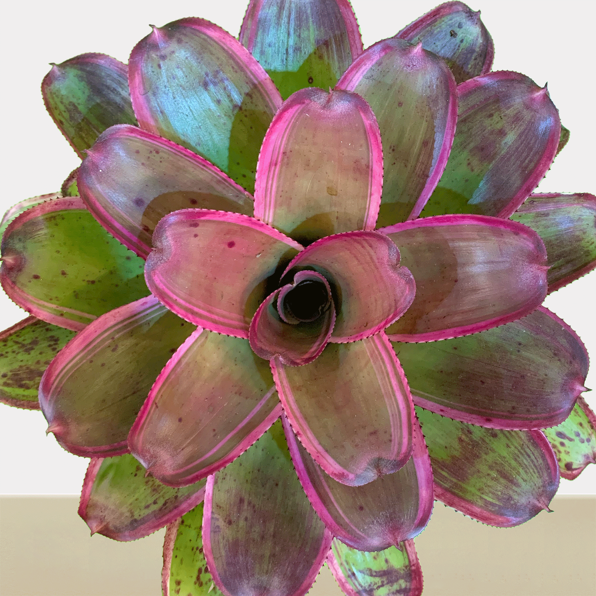 Neor. concentric Kokedama