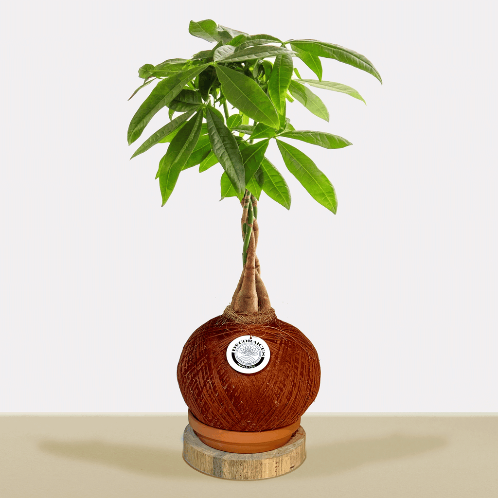 Koke Pachira Aquatica 