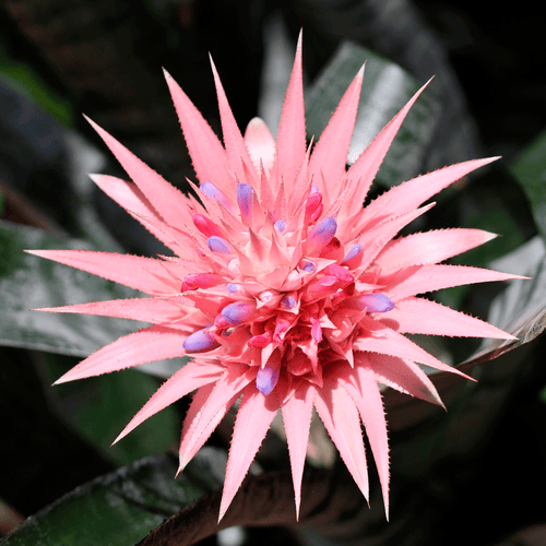 Kokedama Bromelia Aechmea. Fasciata Piñuela