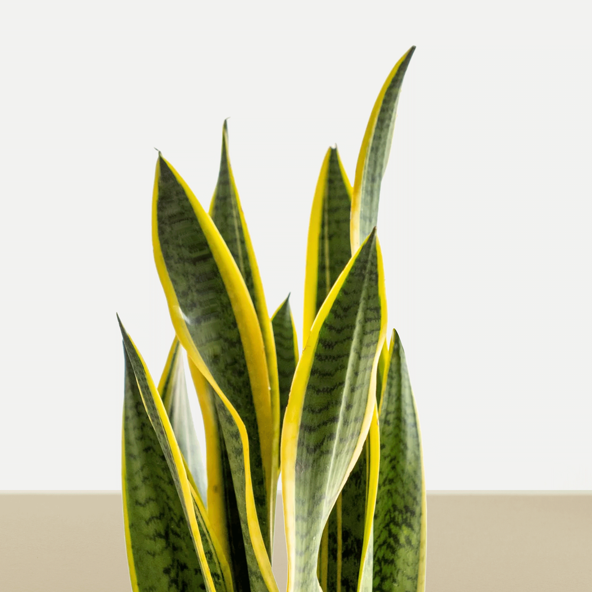 koke Sansevieria trifasciata