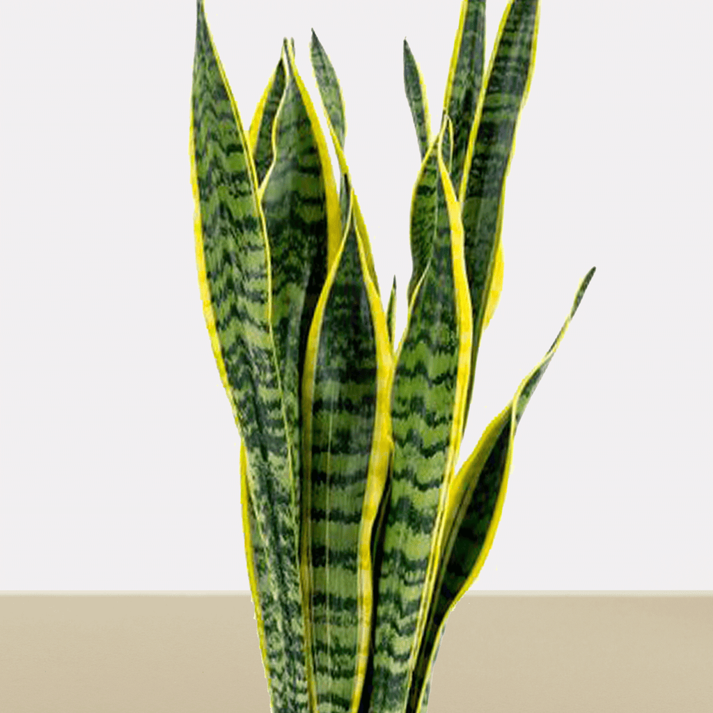 koke Sansevieria trifasciata Large