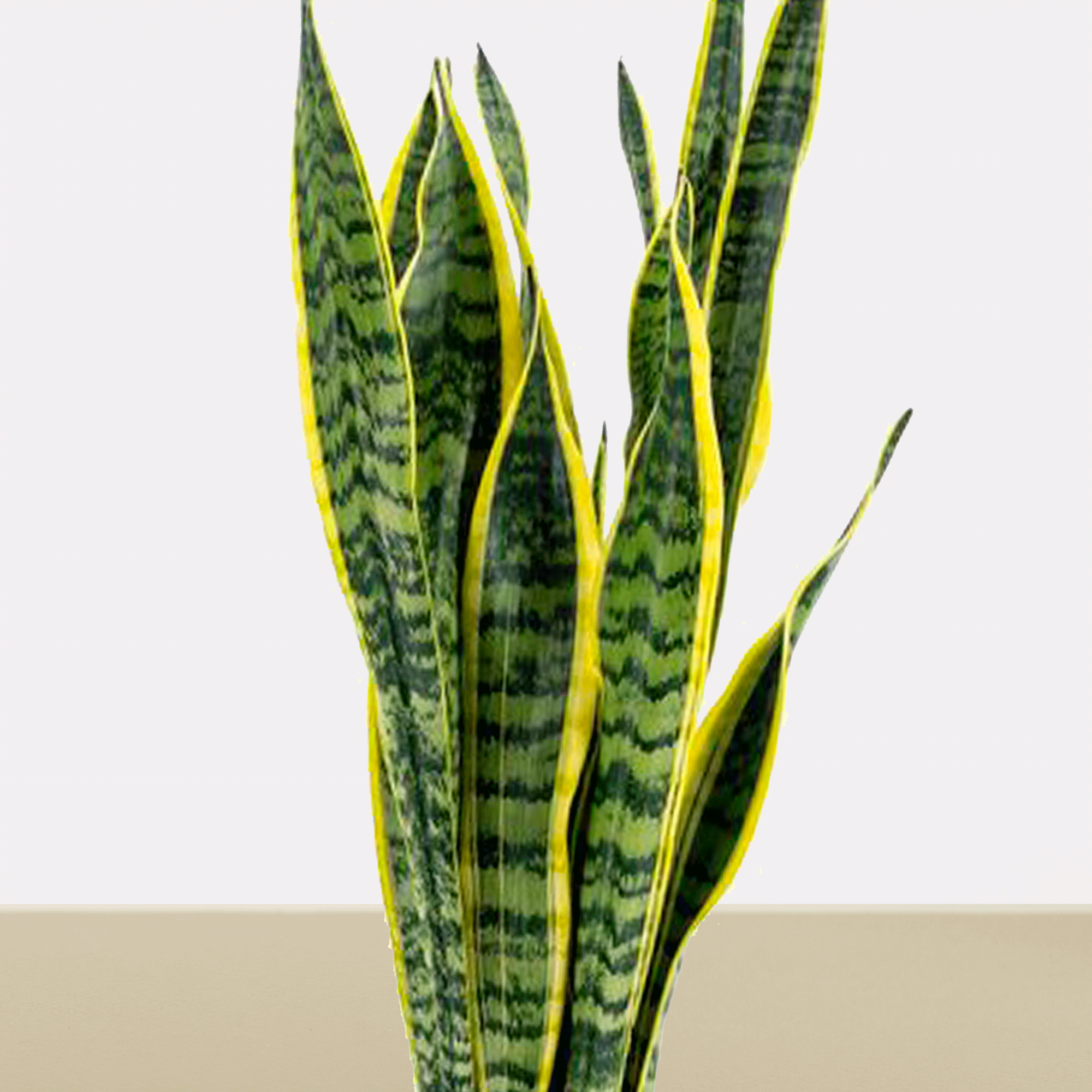 koke Sansevieria trifasciata Large