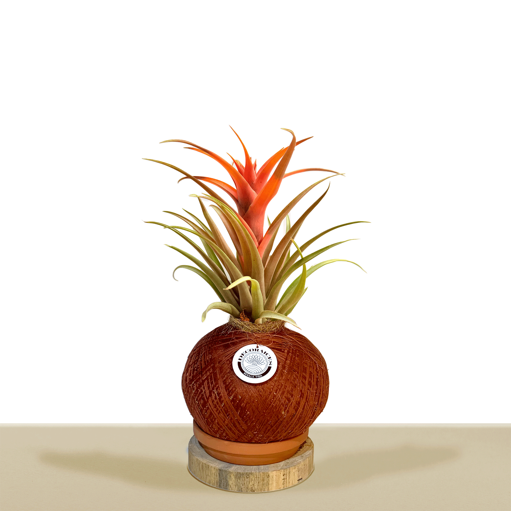 Kokedama Till. Capitata Green Leaf