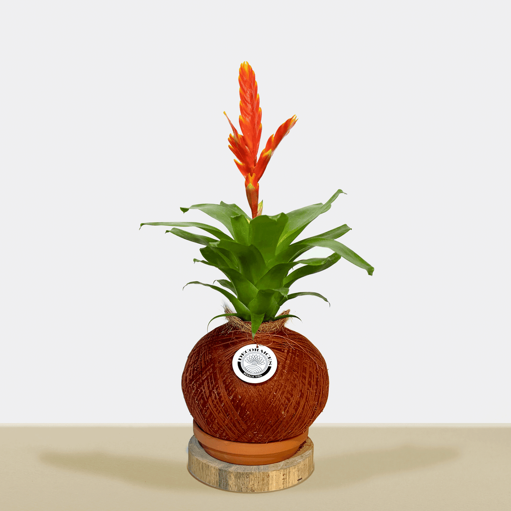 kokedama Vrie. Sparkle M
