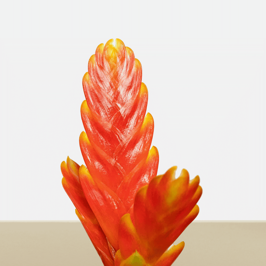 kokedama Vrie. Sparkle M