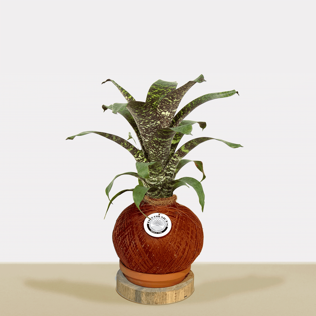 koke Bromelia Vrie. seidelian