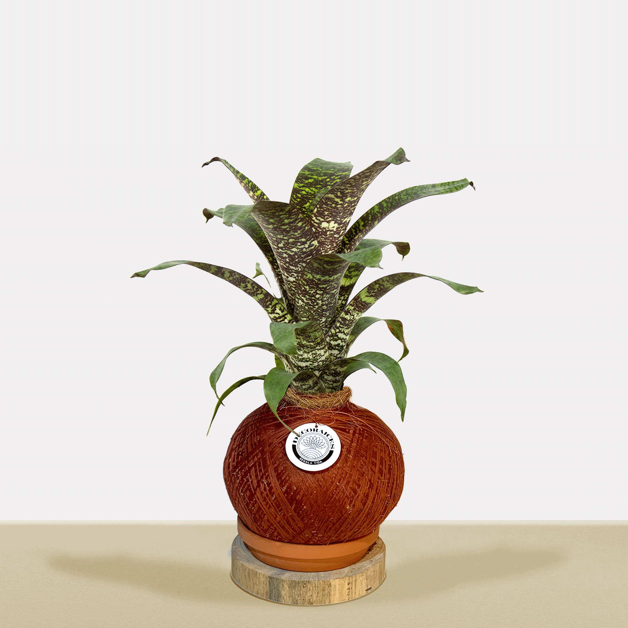 koke Bromelia Vrie. seidelian