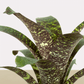 koke Bromelia Vrie. seideliana