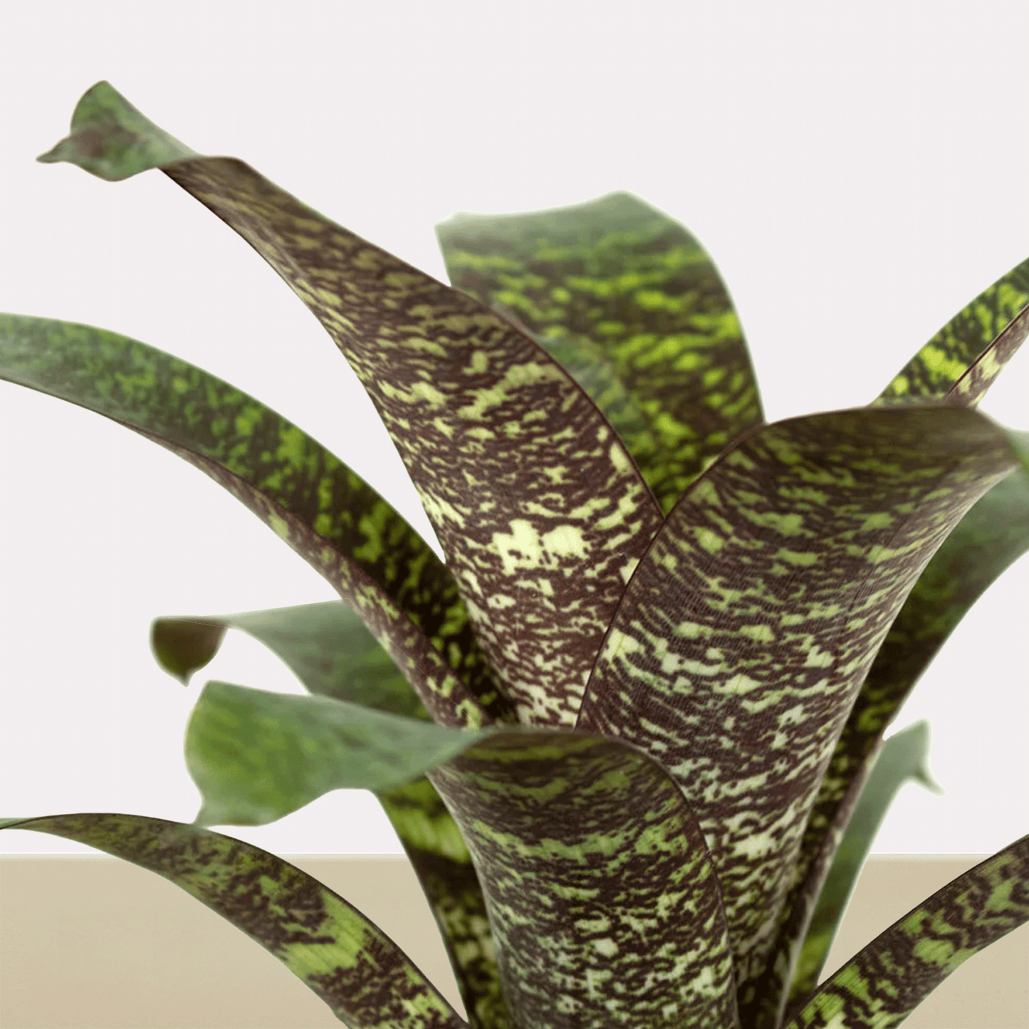 koke Bromelia Vrie. seideliana