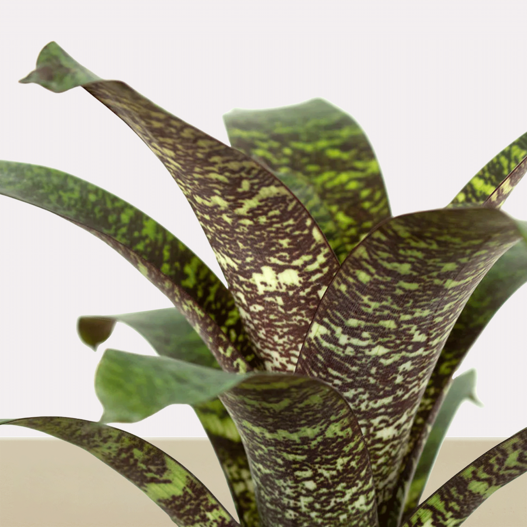 koke Bromelia Vrie. seidelian