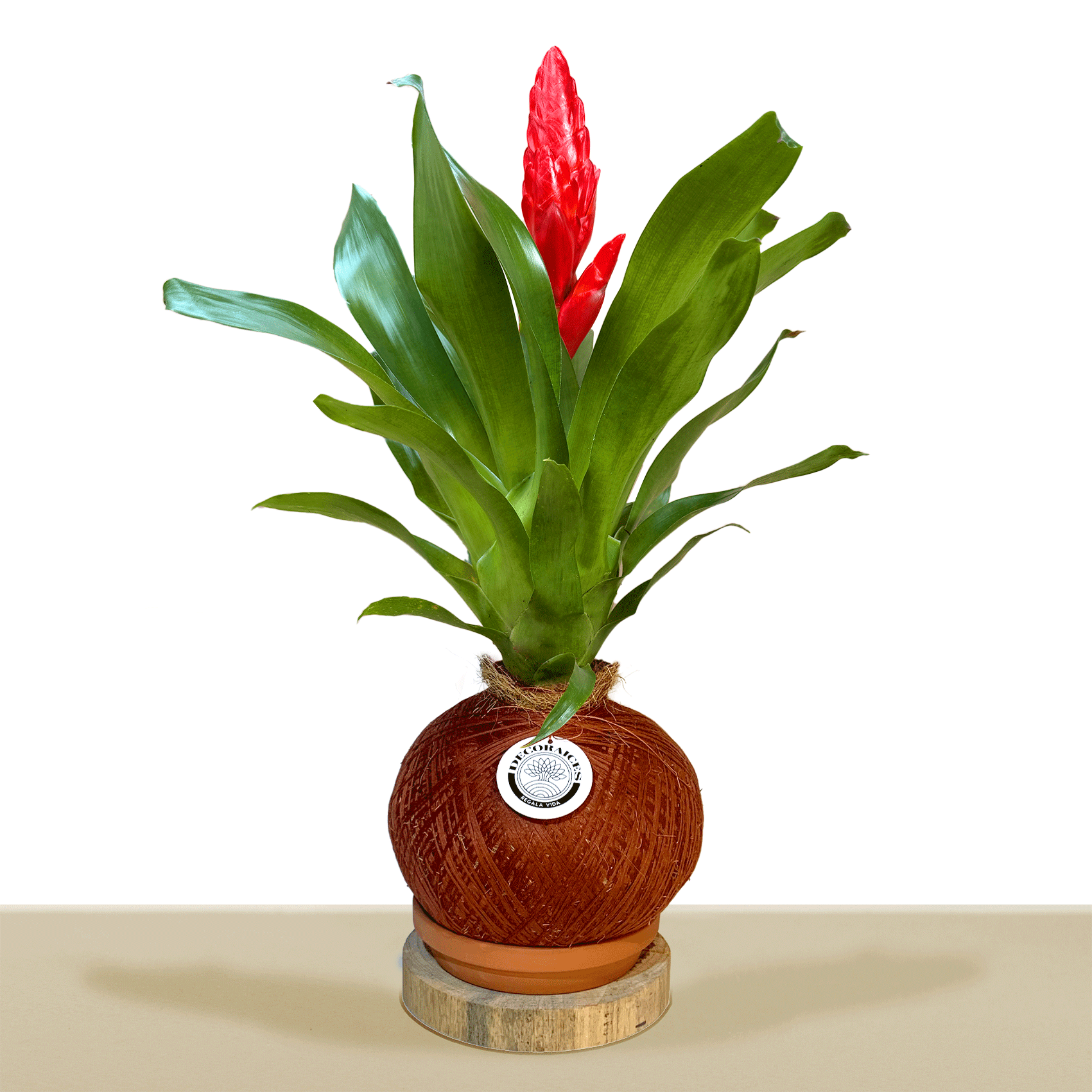 Kokedama Vrie. Poelmanii Barbara L