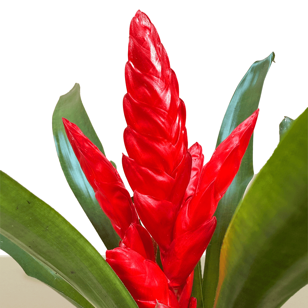 Kokedama Vrie. Poelmanii Barbara L