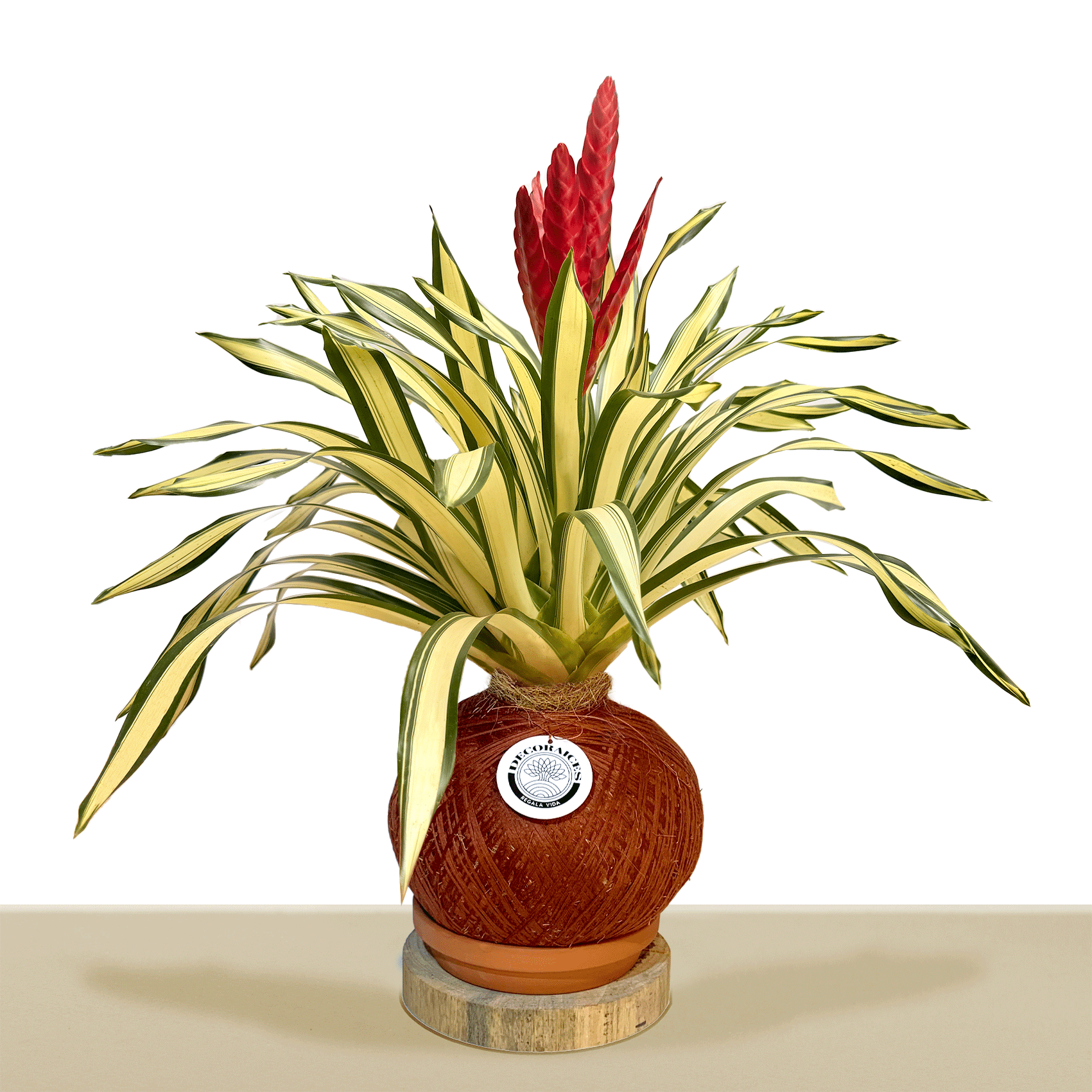 kokedama Vrie. Poelmany White line