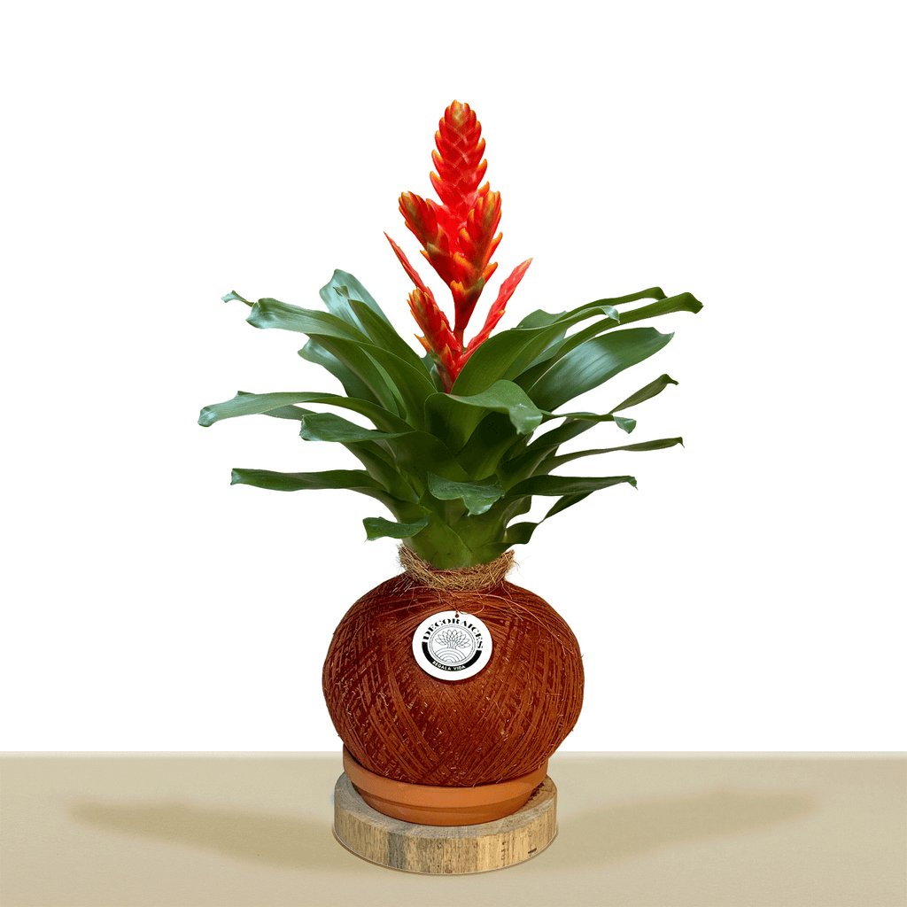 Kokedama Vrie. Sparkle L