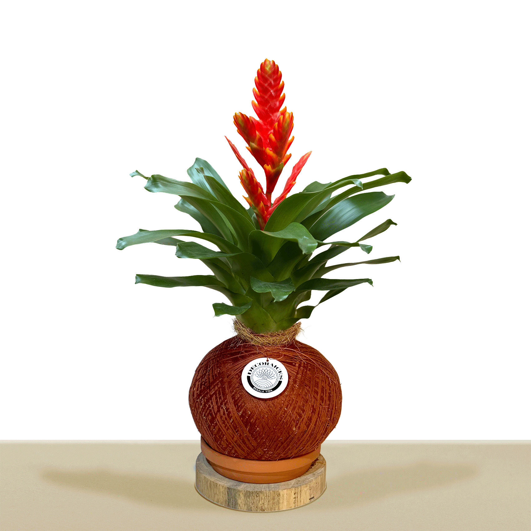 Kokedama Vrie. Sparkle L