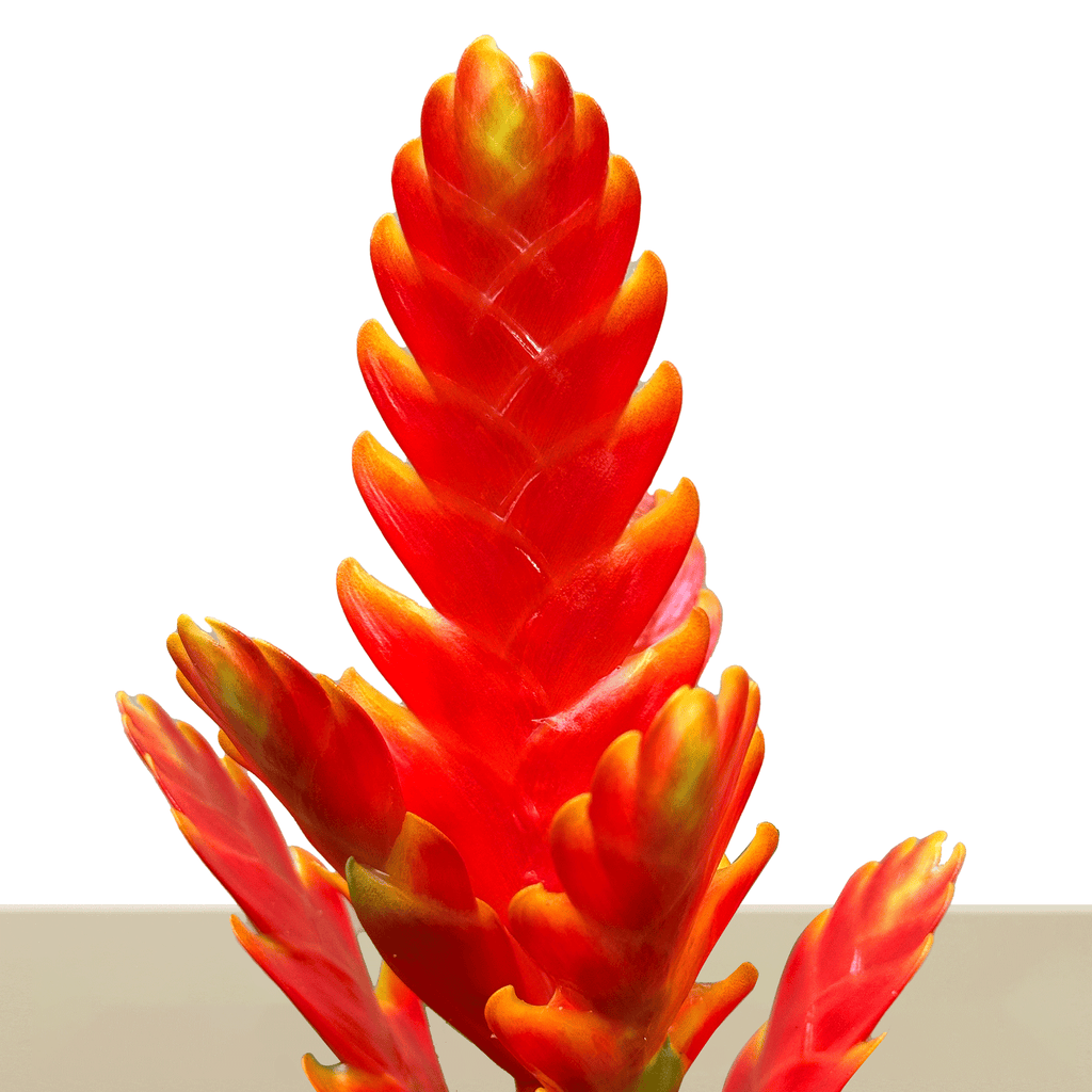 Kokedama Vrie. Sparkle L