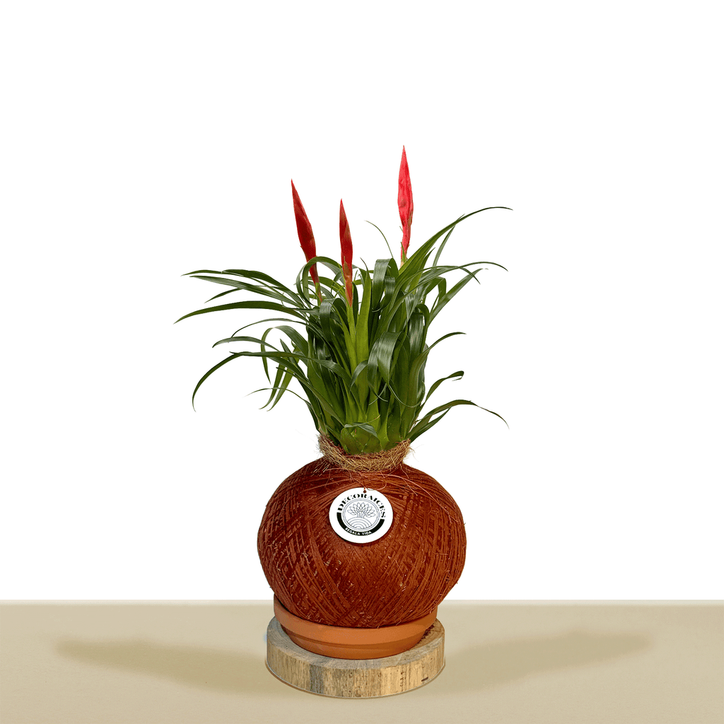 kokedama Vrie. Astrid