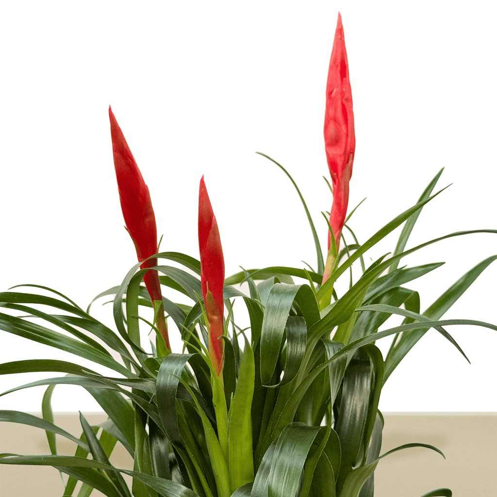 kokedama Vrie. Astrid
