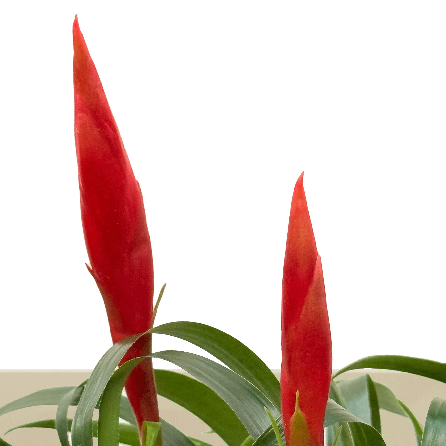 kokedama Vrie. Astrid