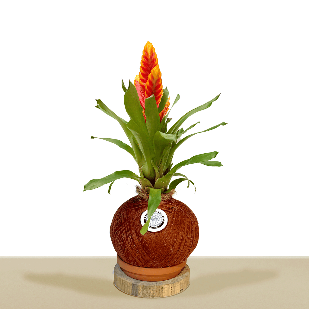 kokedama Vrie. Davine