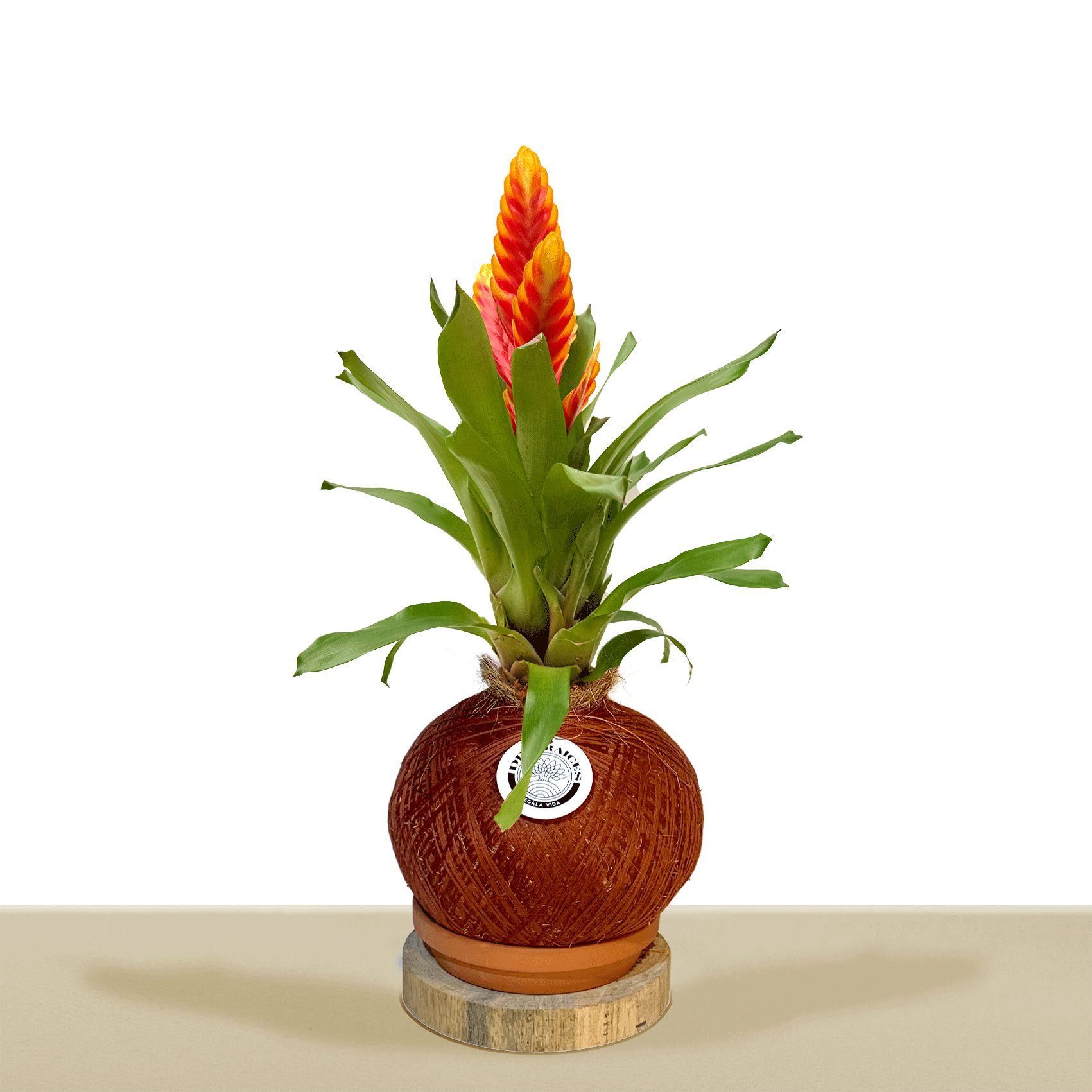 kokedama Vrie. Davine