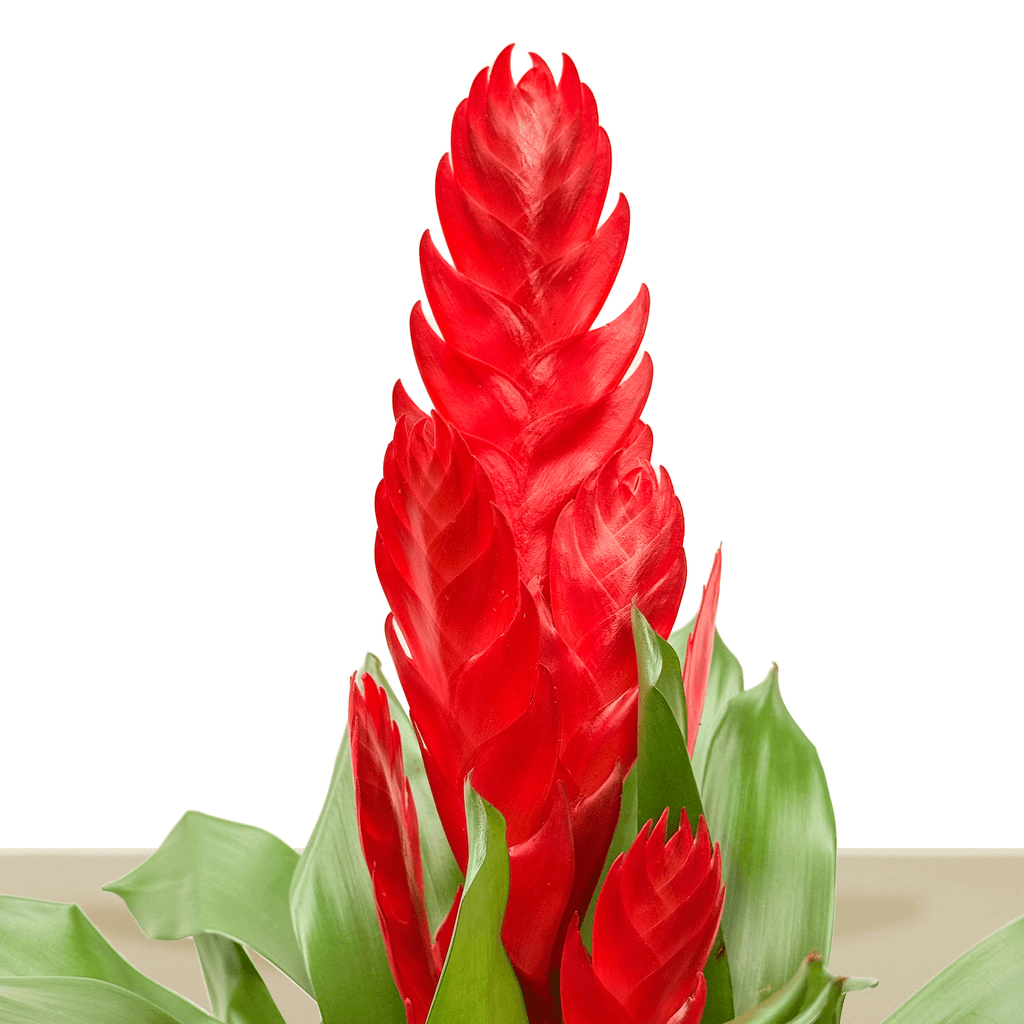 kokedama Vrie. Style