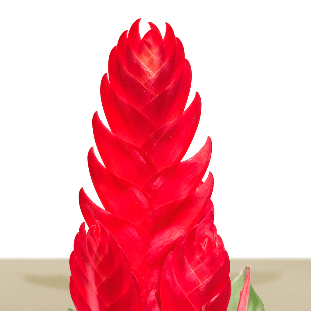 kokedama Vrie. Style
