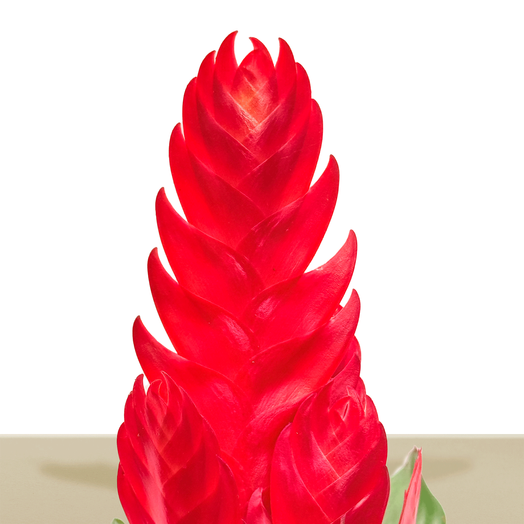 kokedama Vrie. Style