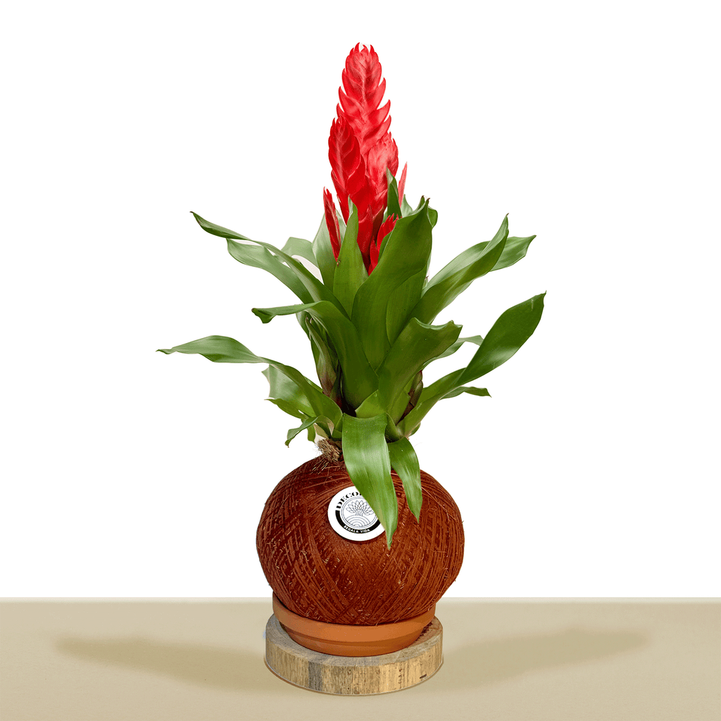 kokedama Vrie. Style