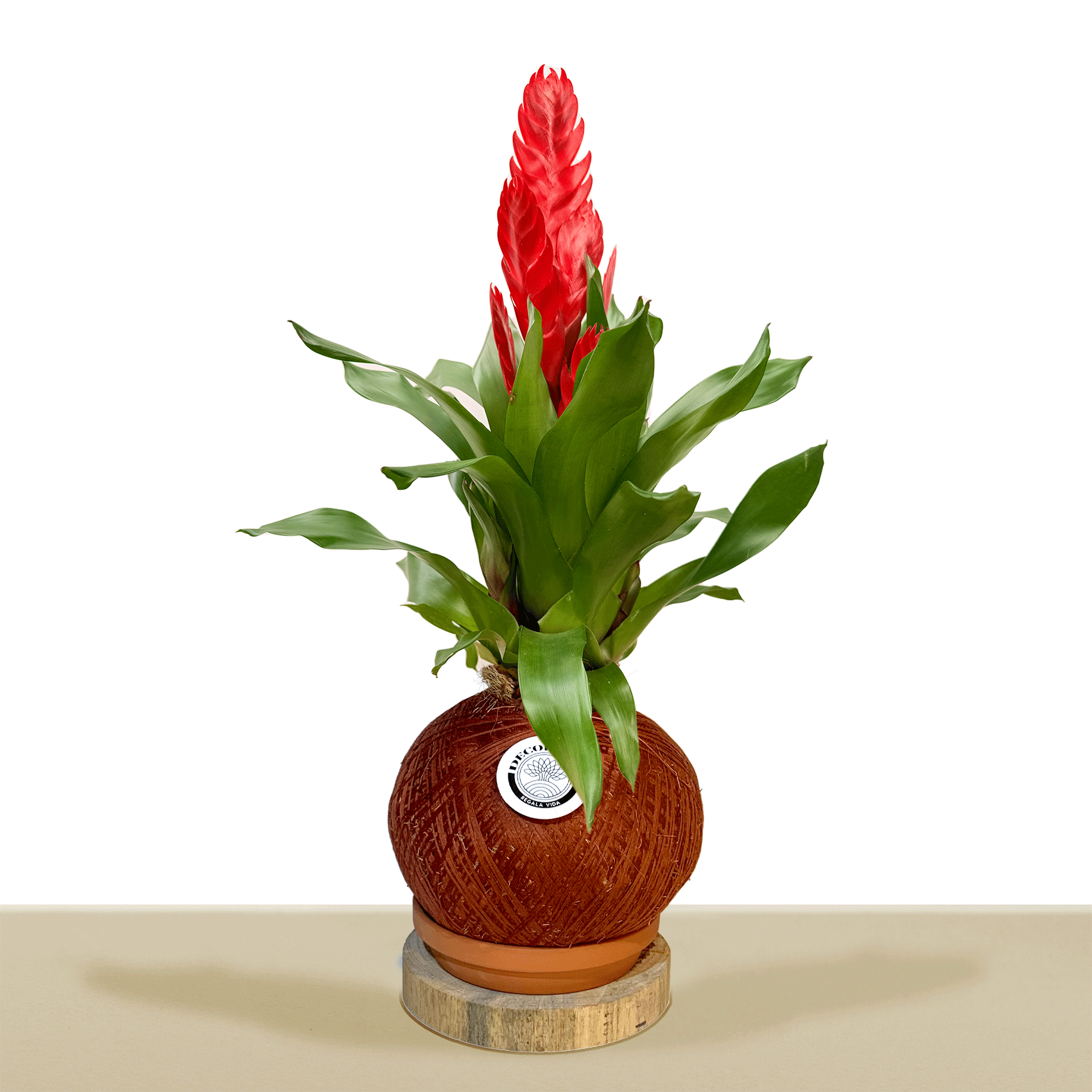 Kokedama Vrie. Sparkle L