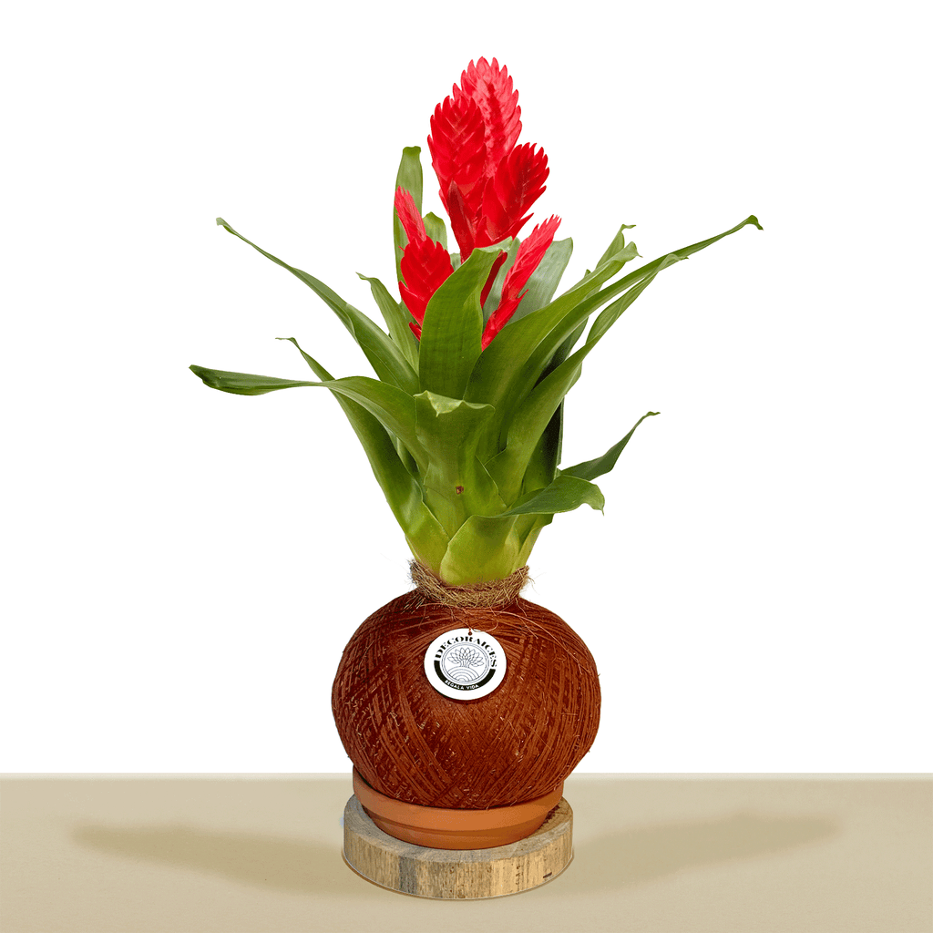 Kokedama Vrie. Sparkle L