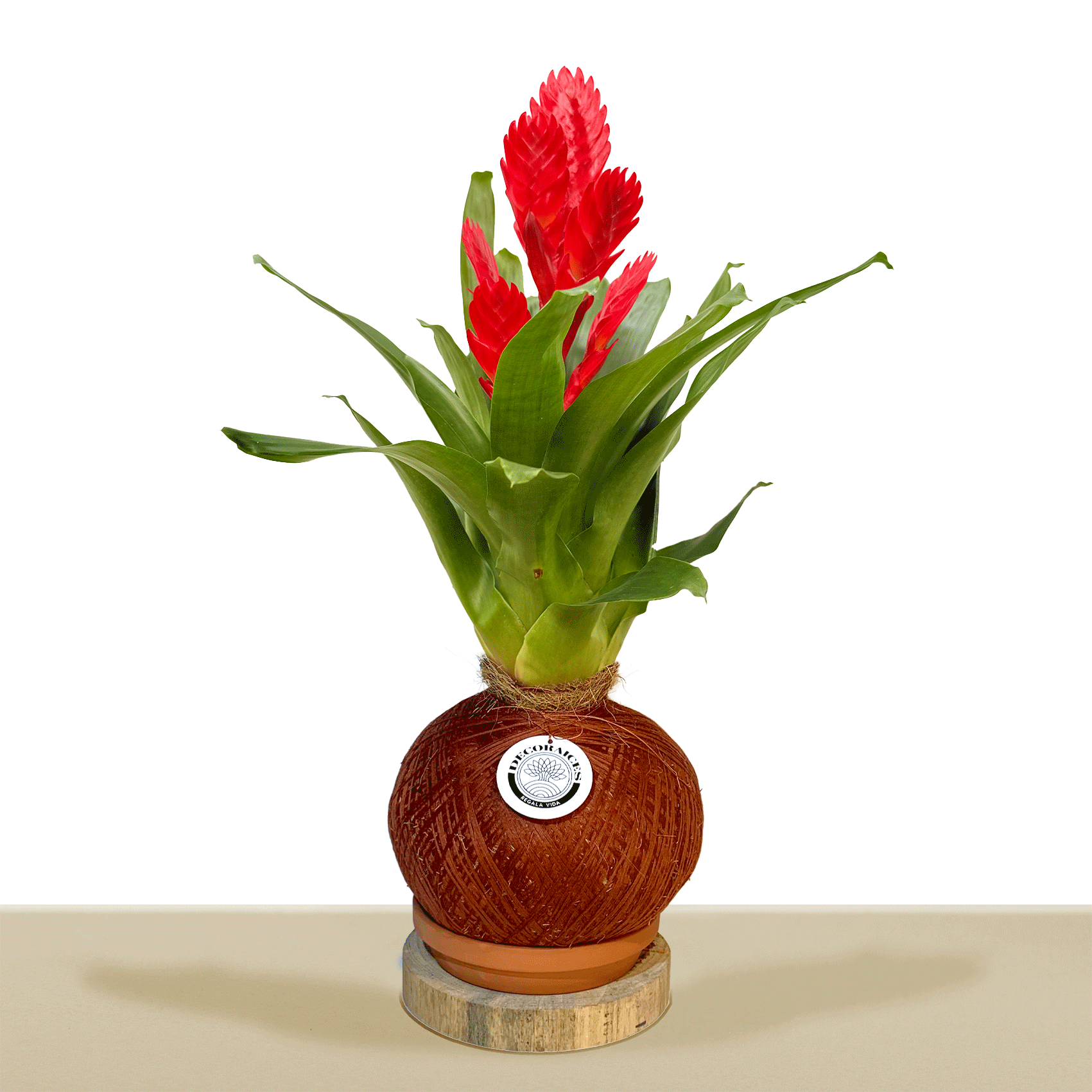 kokedama Vrie. Venga