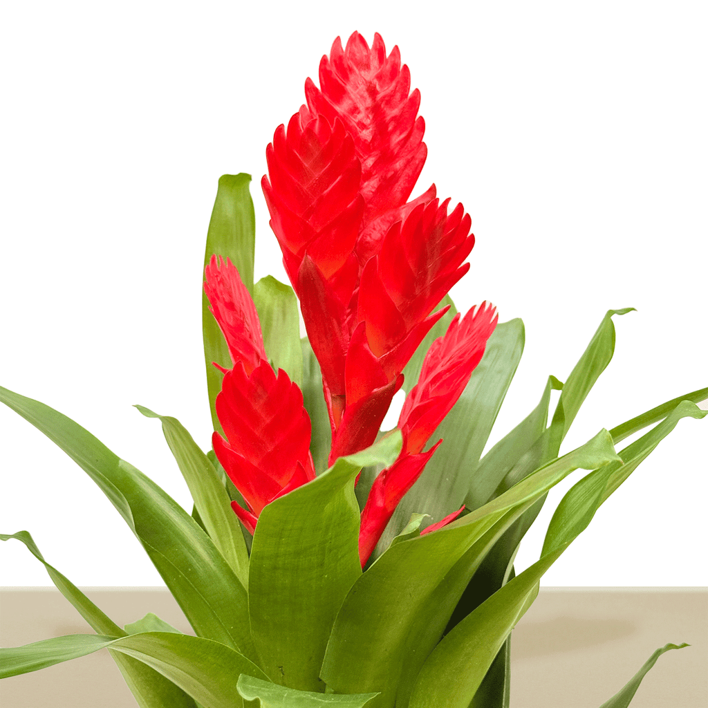 Kokedama Vrie. Sparkle L