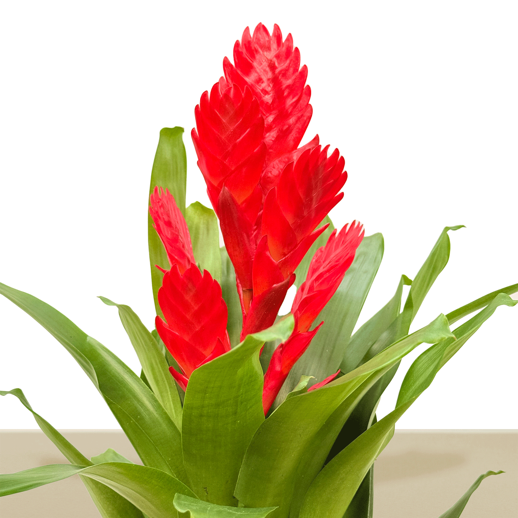 kokedama Vrie. Venga