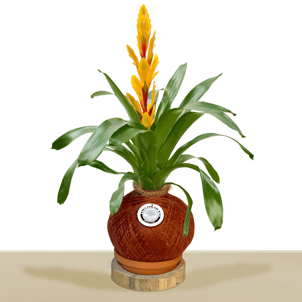 kokedama Vrie. Vision