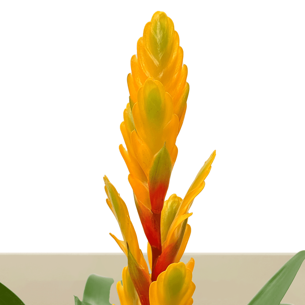 kokedama Vrie. Vision