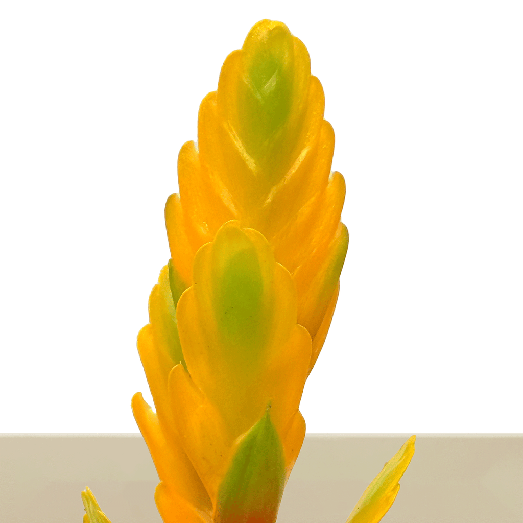 kokedama Vrie. Vision