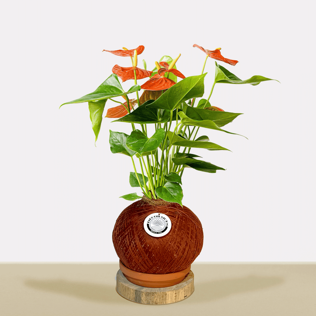 Premium Red Anthurium Koke 