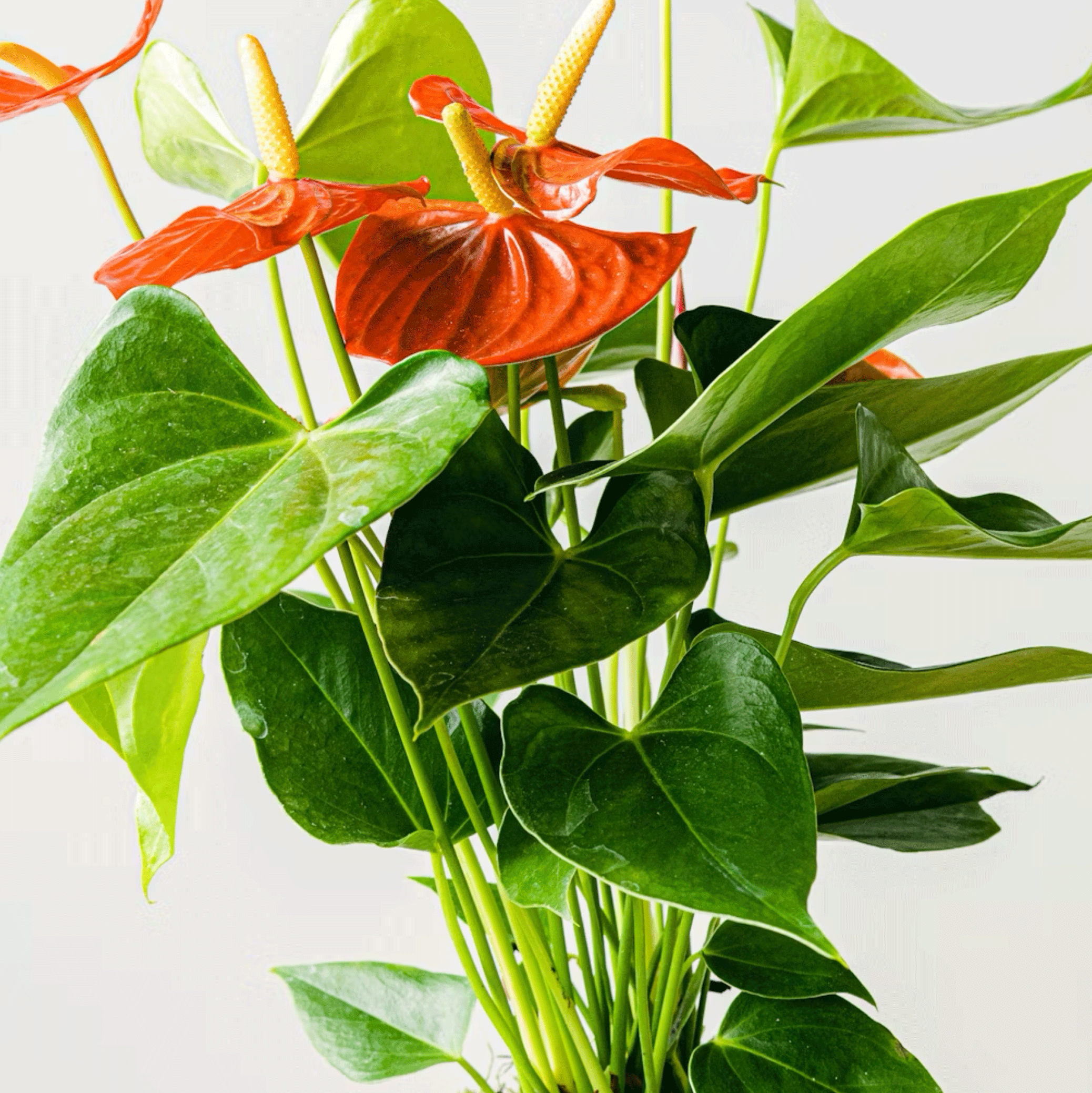 Premium Red Anthurium Koke 