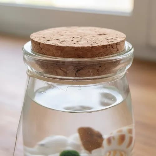 Marimo Moss Ball Ecosistema