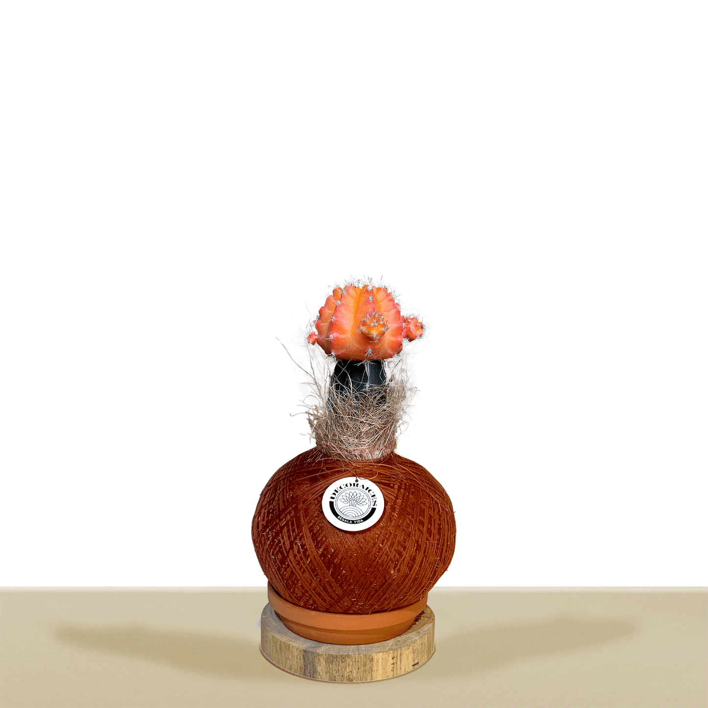 Cactus coreano Naranja