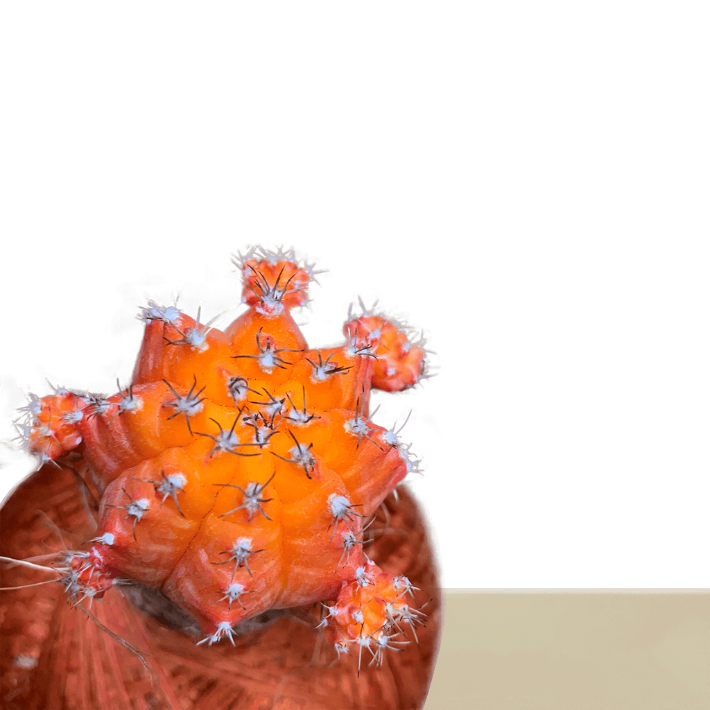 Korean Cactus Orange