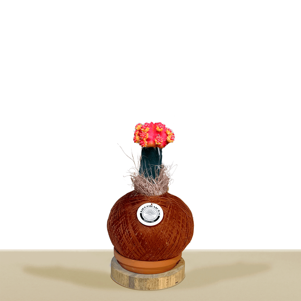 Korean cactus, red and yellow