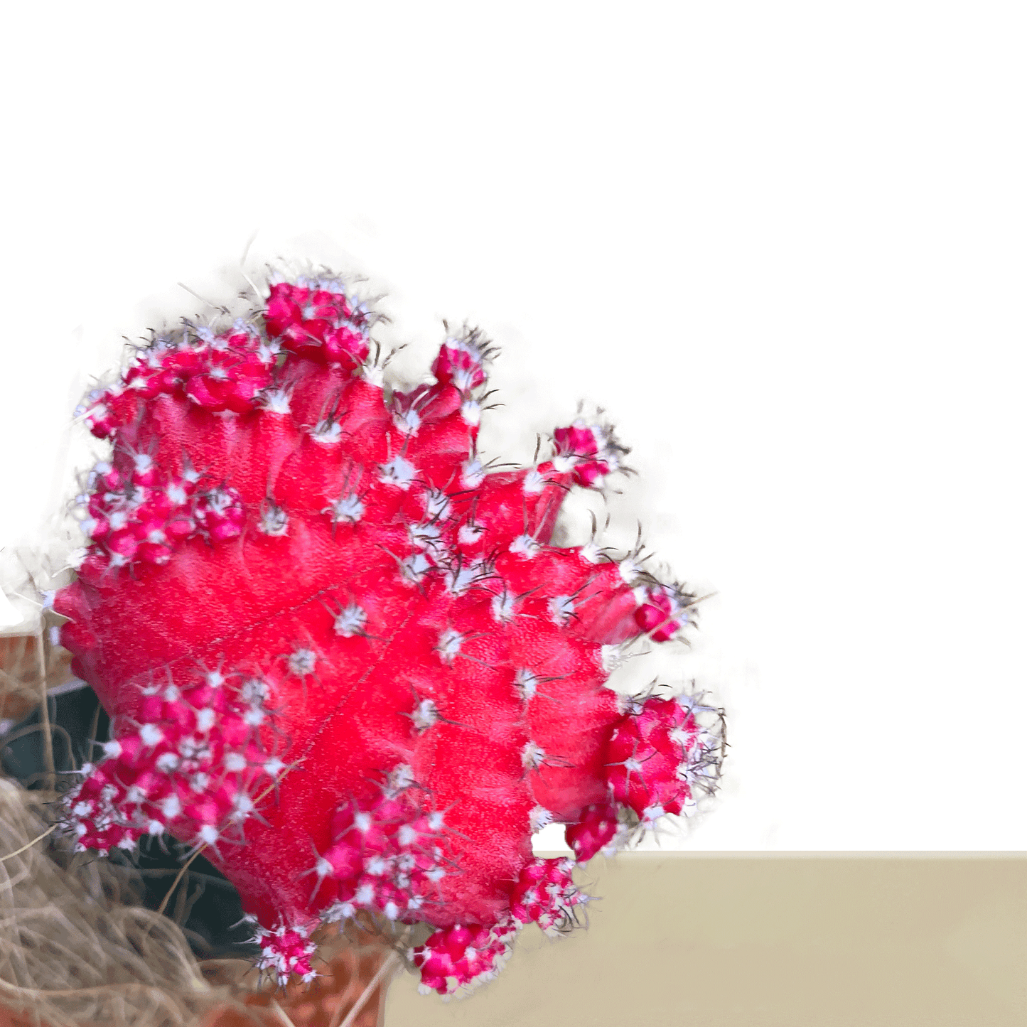 Cactus coreano rojo