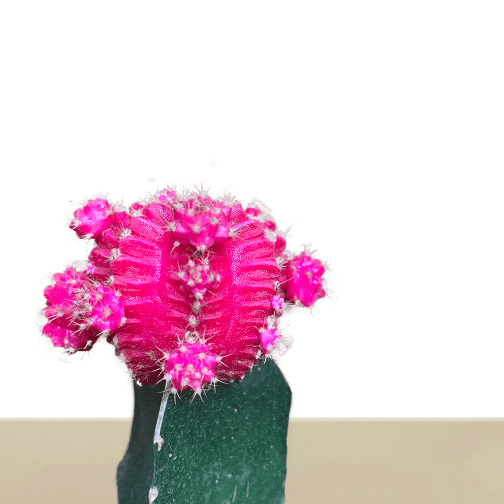 Pink Korean cactus